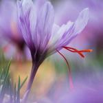 Parfum Gissah Hudson Valley 200 ML